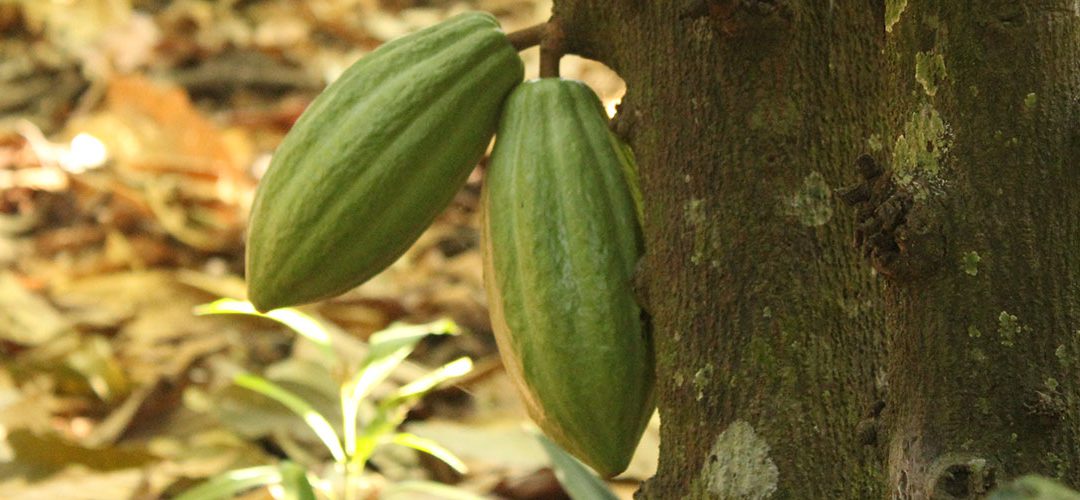 Mejora la calidad de los suelos cacaoteros